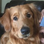Profile Picture of Toby Martinez (@toby_the_golden9) on Instagram