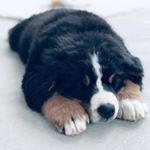 Profile Picture of Roxy June Marais Champagne (@roxyjune_official) on Instagram