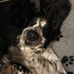 Profile Picture of Cathy Williscroft (@banks_from_buckinghamshire) on Instagram