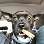 Profile Picture of Harley Brutus (@harleybutnotquinn) on Instagram