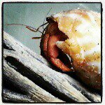 Profile Picture of Crystal (@crabby_crystal) on Instagram
