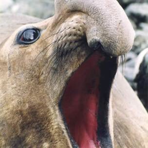 Profile Picture of Ed The Elephant Seal (@eddythebigseal) on Twitter