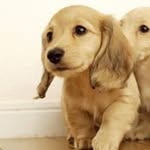 Profile Picture of Gigi Wong (@wong_g) on Instagram