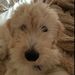 Profile Picture of Lisa Arkin (@alisrakin) on Pinterest