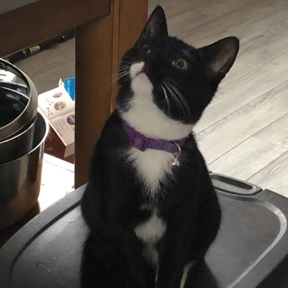 Profile Picture of Stacy Sansky (@sdsansky) on Poshmark