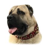 Profile Picture of 🇹🇷👑K.I.N.G.K.A.N.G.A.L👑🇹🇷 (@kangal.malakli.tr) on Instagram