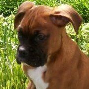 Profile Picture of Sean Rohan (@sean2323) on Pinterest