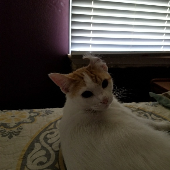 Profile Picture of Crissy Cantu (@ccantu4) on Poshmark