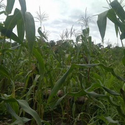 Profile Picture of Adilio Gonzalez Cano (@adiliogc08) on Twitter