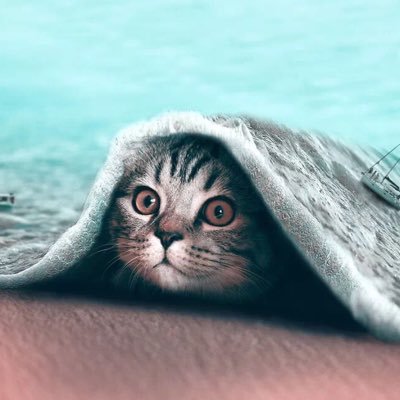 Profile Picture of HE/LICOPTER (@AlexanderQUAnYi) on Twitter