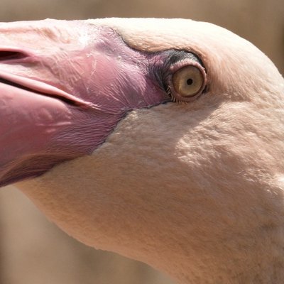 Profile Picture of Peter Wren (@nerwretep) on Twitter