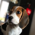 Profile Picture of Sir William (@sirwilliambeagle) on Instagram