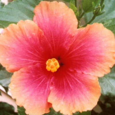 Profile Picture of Maya Rosenberg (@maya2rozen) on Twitter