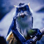 Profile Picture of Mona Wolfe Shop (@monawolfeshop) on Instagram