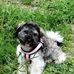 Profile Picture of Dixi Biddles (@dixi.biddles.5) on Facebook