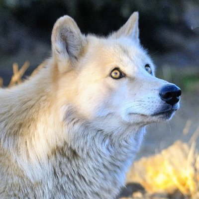 Profile Picture of Dave Lobos (@dave_lobos) on Twitter