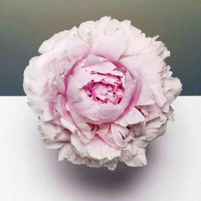 Profile Picture of Yolanda Cheng (@ChengYolanda) on Twitter