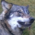 Profile Picture of Ivan Stoyanov (@ivan.stoyanov.37604) on Instagram