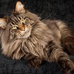 Profile Picture of Lawrence Bachinski (@lawrence.bachinski) on Instagram