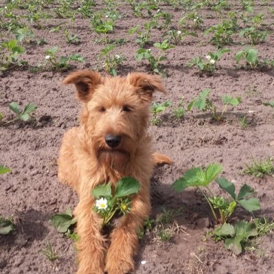 Profile Picture of Sabine Mechelhoff (@sabinemechelho1) on Twitter