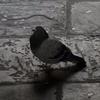 Profile Picture of Harry (@@haroldongle) on Tiktok