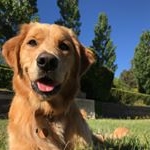 Profile Picture of Hi Im Lillie (@lilliethegoldenretriever) on Instagram