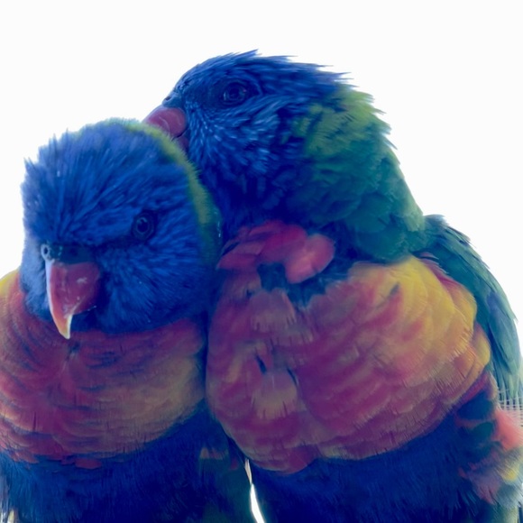 Profile Picture of Amy Cacciapaglia (@amycacciapaglia) on Poshmark