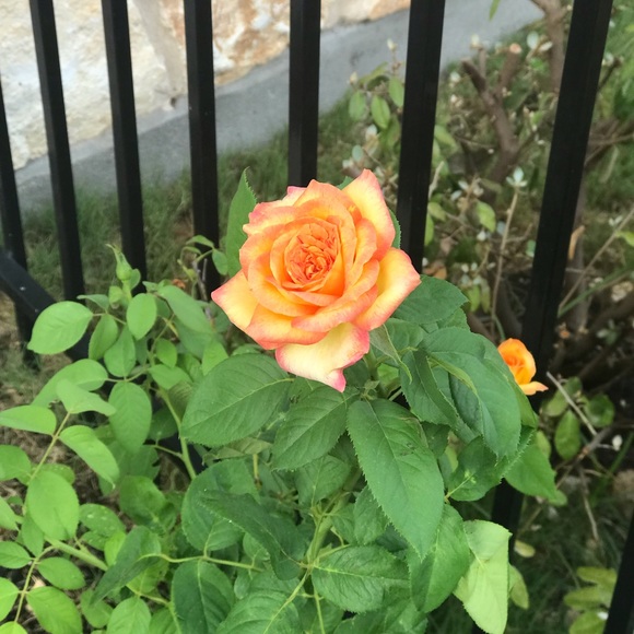 Profile Picture of Rekha Nair (@rekha_nair) on Poshmark