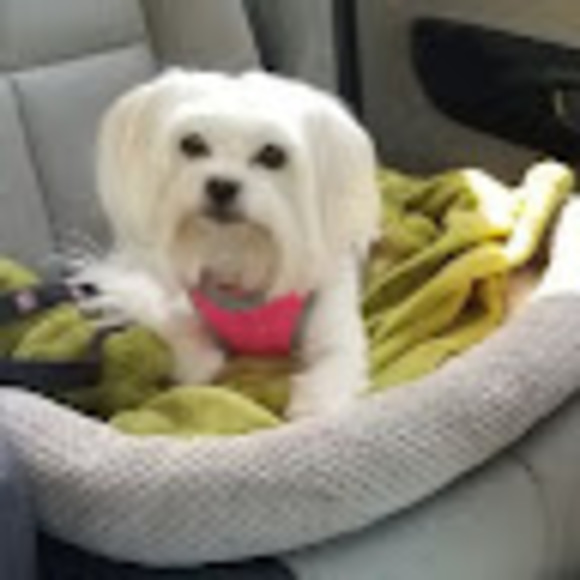 Profile Picture of L Pechilis (@floundergirl49) on Poshmark