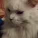 Profile Picture of Andreas Engelmann (@engelmanna182) on Pinterest