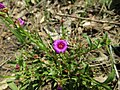 Profile Photo of Calandrinia pilosiusculaon Wikipedia