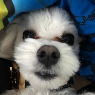 Profile Picture of Adam Acevedo (@Adamacevedo15) on Twitter