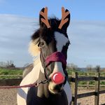 Profile Picture of Jessica Oakley🇬🇧 (@jl.stables) on Instagram