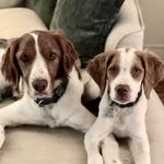 Profile Picture of Chase & Monroe (@chaseandmonroe) on Instagram