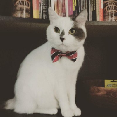 Profile Picture of David N Braz (@Brazident) on Twitter