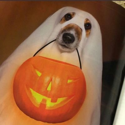 Profile Picture of Spoopy Clara (@LeophanAD) on Twitter