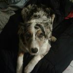 Profile Picture of james (@james.tibbetts88) on Instagram