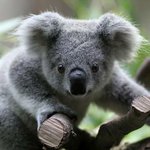 Profile Picture of Christal Faye Samson (@christalfaye) on Instagram