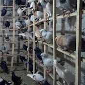 Profile Picture of High Flyer Pigeon (@highflyerpigeon3477) on Youtube