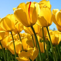 Profile Picture of Robert Odessa (@robert-odessa) on Quora