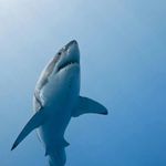 Profile Picture of David Lalama (@david_lalama) on Instagram