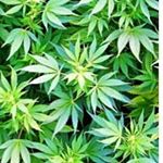 Profile Picture of GARRETT BACON IS A MEXICAN JEW (@garrett_bacon_eats_dick) on Instagram