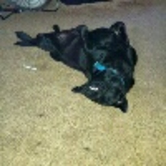 Profile Picture of David Blackburn (@dvblackburn) on Poshmark