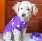 Profile Picture of Amante De las Mascotas (@iris.vasquezcortez) on Facebook