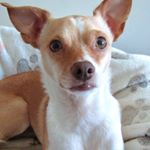 Profile Picture of Abel Jean (@abeljeanthedog) on Instagram