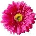 Profile Picture of Bobbie Ann Petersen (@bobbieannpeters) on Pinterest