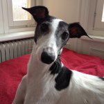 Profile Picture of Sherlock & Dr. Weinstein (@sherlockwhippet) on Instagram