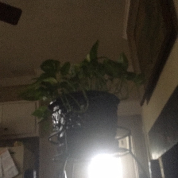 Profile Picture of Dayna Chrino (@dayaana26) on Poshmark