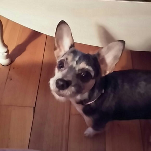 Profile Picture of Julie Pettibone (@jjpettibone) on Poshmark