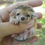 Gabriel Ethier - Instagram Profile Picture of Gabriel Ethier (@hawk150) on Instagram